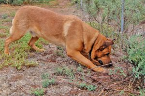 Dog looking concerned and uncertain, at something on the ground.