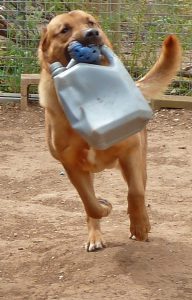 Dog running and playing, with chewtoy and oil can in his mouth.