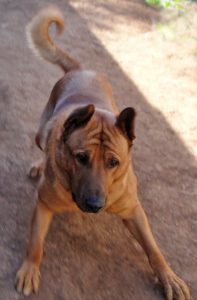 Dog standing ready to run and/or catch a toy.