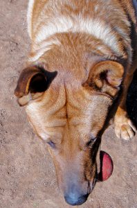 Dog with chewtoy in mouth, seen from above