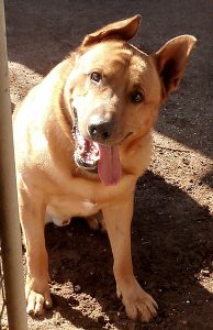 friendly dog with tongue hanging out, sitting and looking at viewer, waiting.