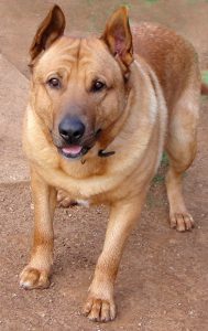 Dog standing ready to run and/or catch a toy.