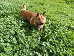 Dog walking through weeds on a sunny day.