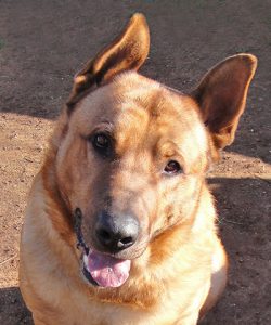 Friendly dog, waiting for owner to do something.