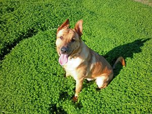 Dog sitting in field of clover, looking towards viewer