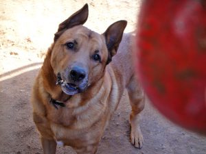 Dog looking at chewtoy about to be thrown.