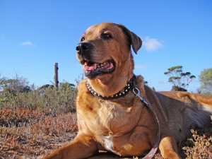 Dog lying on ground, resting, looking ahead. Sunny weather.