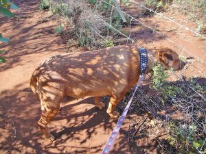 Dog pulling on leash, sticking head through sheep wire fence.