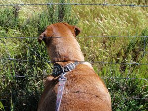 Dog pulling on leash, sticking head through fence in a grassy field.