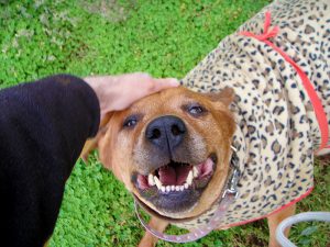 Dog happily enjoying head scratches.