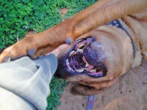 Dog lying on back, positively emotional, reaching out to arm of person who is scratching the dog's head.