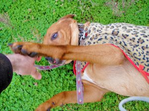 Dog lying on back, positively emotional, reaching out to hand of person.