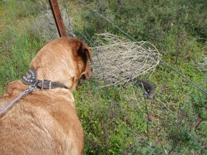 Dog pulling on leash, looking at lizard on other side of fence.