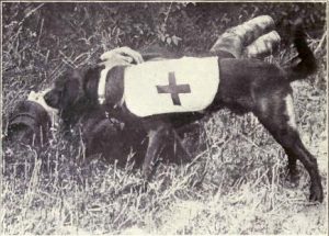 Ambulance dog searching for wounded on battlefield