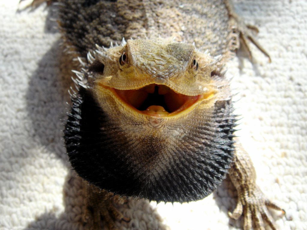 Bearded Dragon showing beard