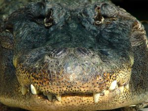 Face of a crocodile, closeup