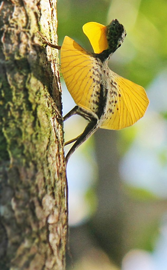 Picture of Flying Dragon Lizard