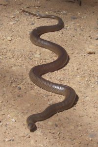 Photo of Eastern Brown Snake