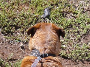 Dog pulling on leash, and looking at a Shingleback lizard.