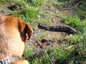 Dog looking at a Blue Tongue lizard.