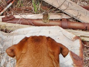 Dog looking at lizard.