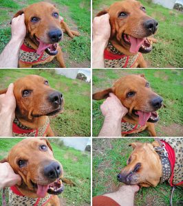 Pictures of dog enjoying getting ear scratched.