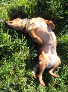 Female dog blissfully rolling on her back, in wet grass.