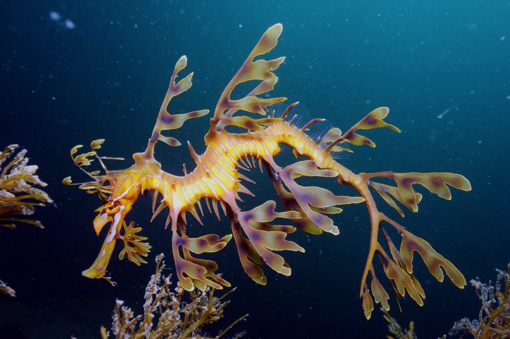 Leafy Seadragon