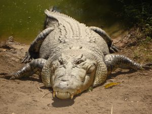 Photo of saltwater crocodile, from front.