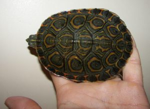 Holding a turtle in the hand