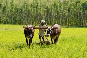 Oxen and man, ploughing a field