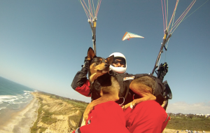 Man paragliding, with dog