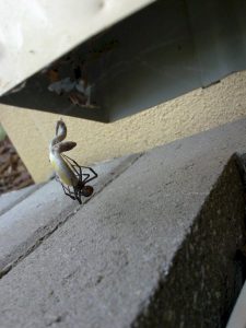 Spider eating a snake.