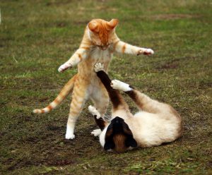 Two feral cats fighting