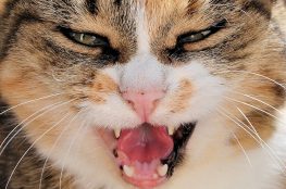 Face closeup of angry cat.