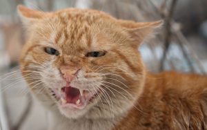 Angry snarling cat.