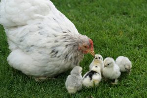 Mother hen looking after her chicks