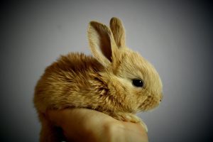 Holding a cute and fluffy bunny
