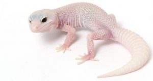 Picture of a White Leopard Gecko