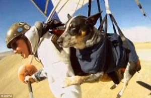 Dan McManus paragliding, with Shadow the dog