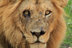Male lion with scarred face, looking towards viewer.
