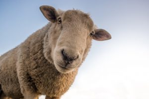 Sheep looking at camera from above