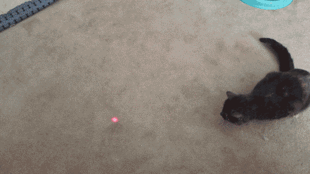 Toothless... I mean a CAT, chasing laser pointer dot.